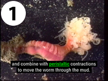 A pink worm with a segmented body that ends with a puffy tangle of white growths like tentacles. A caption reads: And combine with peristaltic contractions to move the worm through the mud. The word peristaltic is underlined and highlighted in green.