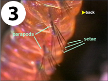 A dictionary definition: peristalsis, wavelike motions that force material through a tube (e.g., food through the intestine). A navigation arrow points to a word in the upper right corner: BACK.