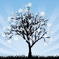 picture of winter tree