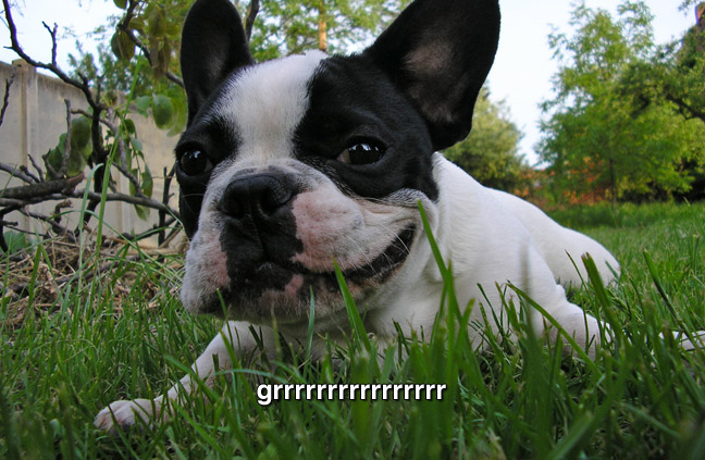 A small dog. caption: grrrrrrrrrrr