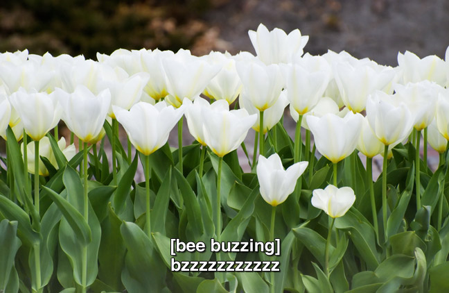 many white tulips. caption: (bee buzzing) bzzzzzzzz