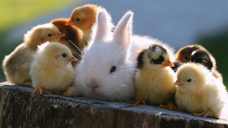 A baby rabbit sits with several chicks.