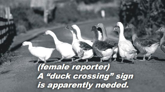 video still of ducks crossing a road. Caption reads: (Female reporter) A duck crossing sign is apparently needed.