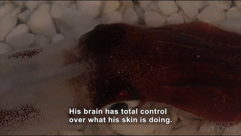 Squid with a white body speckled in reddish brown. The color of the head matches the color of the speckles on the body. Caption: His brain has total control over what his skin is doing.