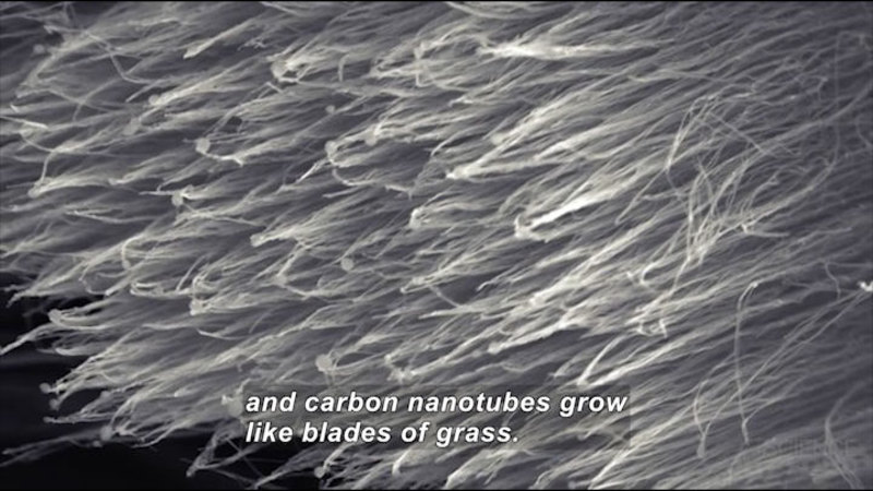 Fine white tubes grow in the same direction. Caption: and carbon nanotubes grow like blades of grass.
