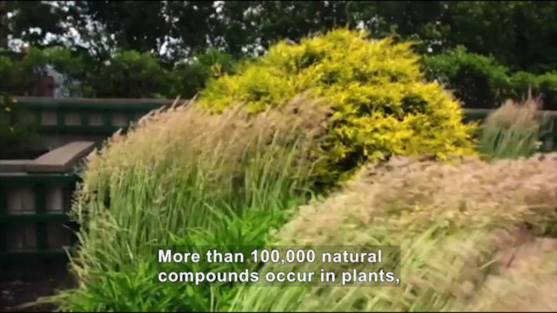 Long grasses and shrubs. Caption: More than 100,000 natural compounds occur in plants,