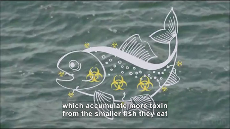 Illustration of a fish with toxicity entering from the water and through the mouth. Caption: which accumulate more toxin from the smaller fish they eat