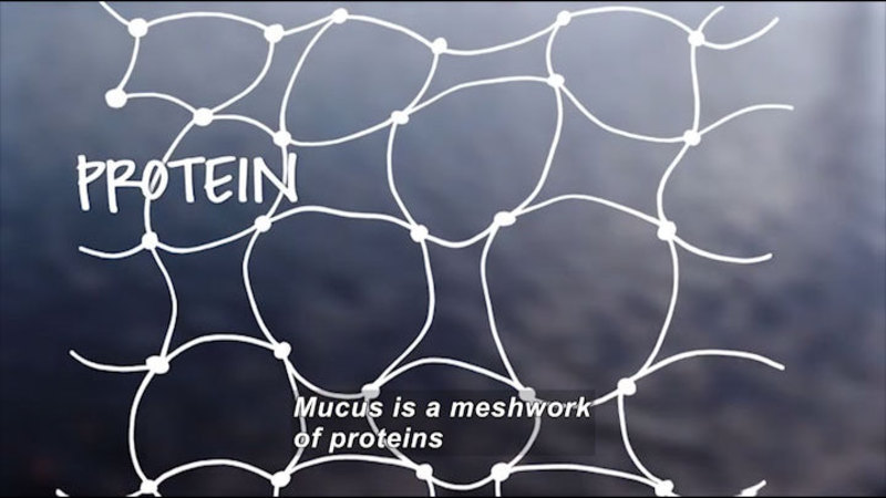 Illustration of a net-like structure. Protein. Mucus is a meshwork of proteins