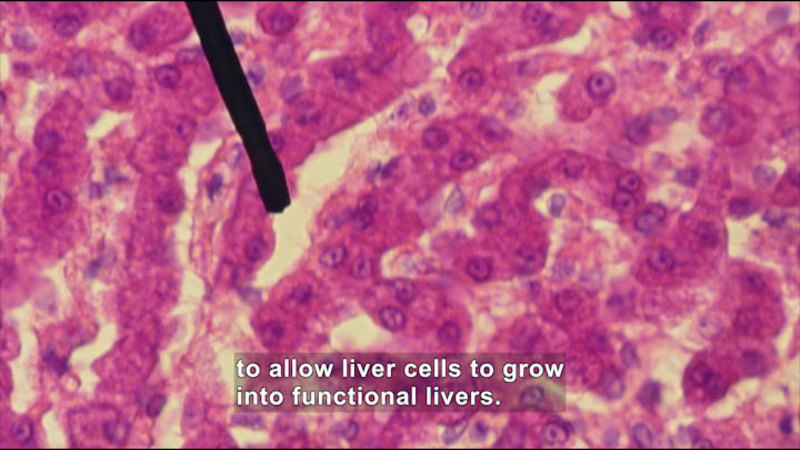 Magnified view of cells. Caption: to allow liver cells to grow into functional livers.