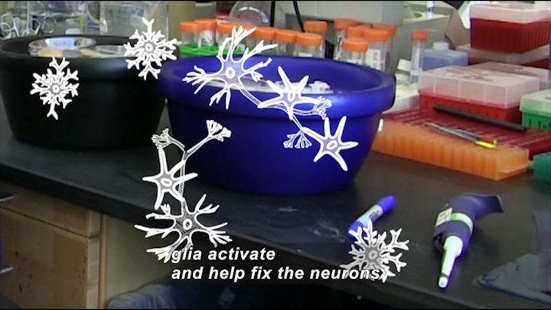Lab equipment in background with illustration of connected neurons. Caption: glia activate and help fix the neurons