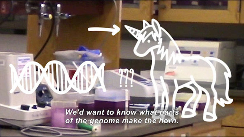Lab equipment in background with illustration of DNA strand, question marks, and an arrow pointing to the horn on a unicorn. Caption: We'd want to know what parts of the genome make the horn.