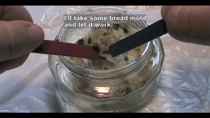 Closeup of tongs picking up a small piece of mold off bread contained in a glass jar. Caption: I'll take some bread mold and let it work.