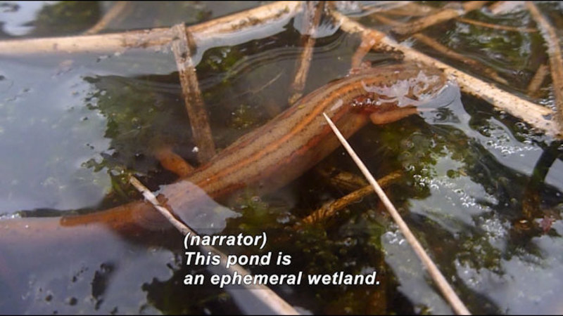 Close up of a striped salamander mostly submerged and surrounded by plant life. Caption: (narrator) This pond is an ephemeral wetland.