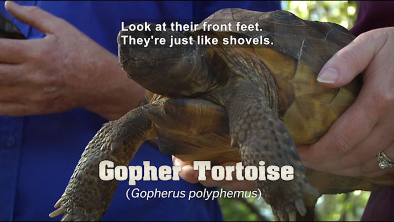 A tortoise being held in a pair of human hands. Caption: Gopher Tortoise (Gopherus polyphemus) Look at their front feet. They're just like shovels.