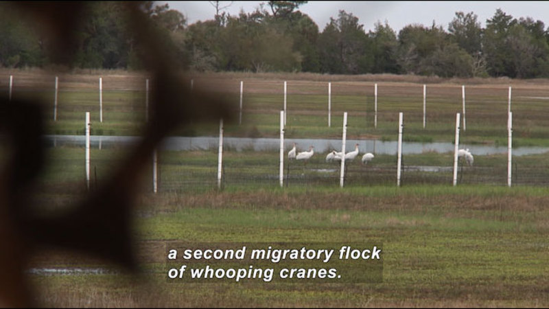 A handful of white birds with long legs cluster together near the edge of a pond. Caption: a second migratory flock of whooping cranes.
