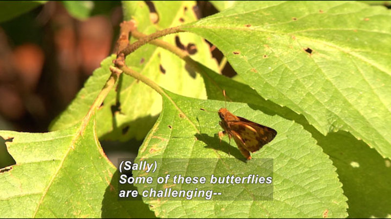 Small light and dark brown butterfly with wings closed sitting on a leaf. Caption: (Sally) Some of these butterflies are challenging--