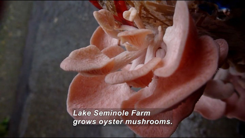 Closeup of pinkish mushrooms. Caption: Lake Seminole Farms grows oyster mushrooms.