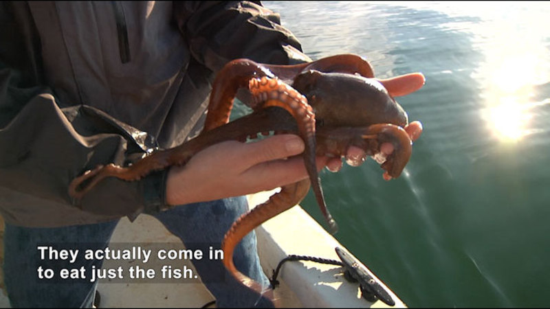 Person standing in a boat holding an octopus. Caption: They actually come in to eat just the fish.