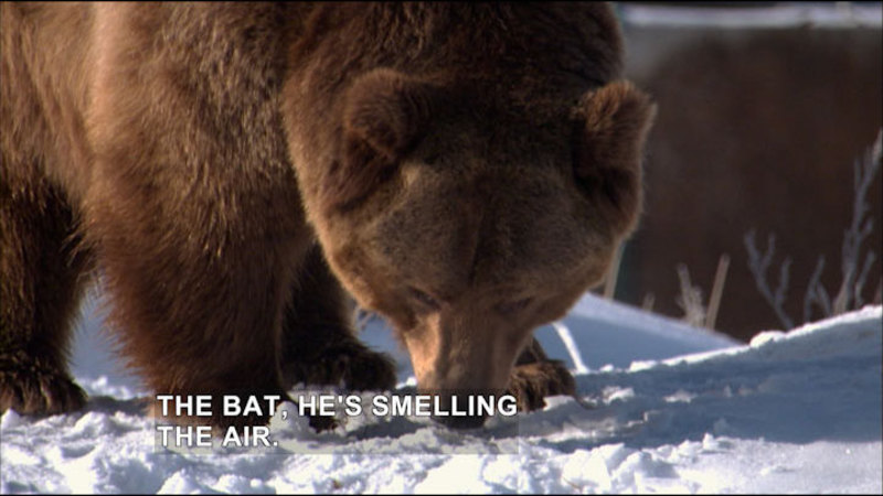 Large grizzly bear on all fours with its nose to the snowy ground. Caption: The bat, he's smelling the air.