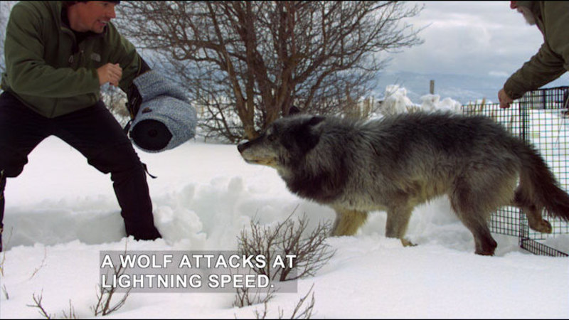 Wolf exiting a small transport cage moving towards a human who is extending an arm with protective padding. Caption: A wolf attacks at lightning speed.