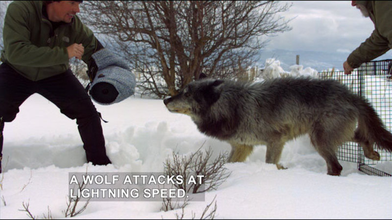 Still image from Expedition Wild: Inside the Wolf Pack