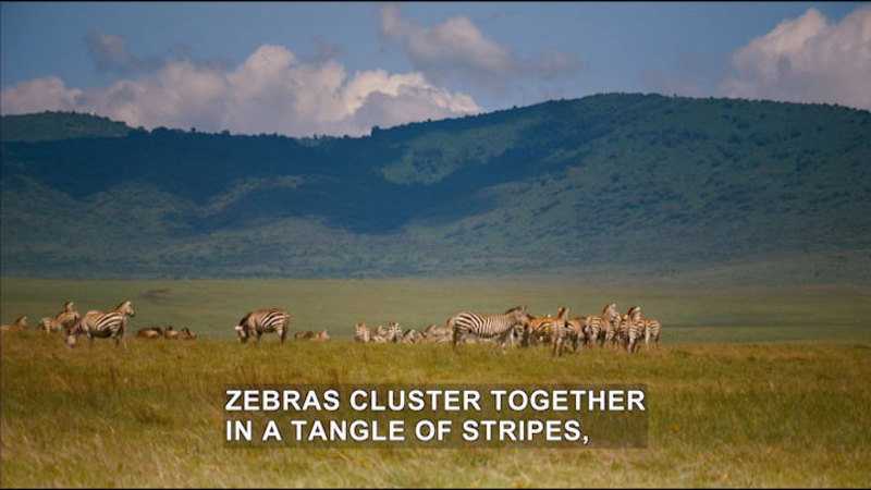 Herd of Zebras standing on a grassy plain. Caption: Zebras cluster together in a tangle of stripes,