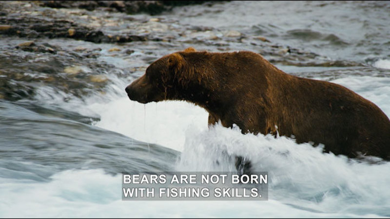 Bear standing in a river of swiftly moving water. Caption: Bears are not born with fishing skills.