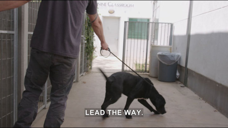 Person shutting the door of a cage with a dog rushing out, pulling on a leash. Caption: Lead the way.
