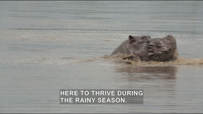 Head of a hippo emerging from muddy water. Caption: here to thrive during the rainy season.