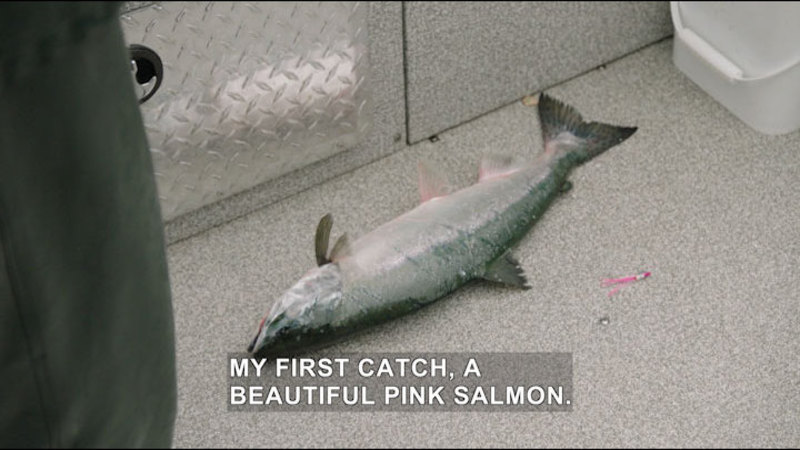 Still image from Ocean Treks With Jeff Corwin: Ketchikan--The Alaskan Wild