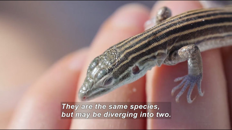 Still image from Science Nation: Lizard Species Diverging to Survive