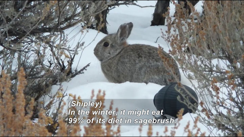 Still image from Science Nation: Food and Fear--Modeling Animal Trade-Offs Shaped by Landscape Complexity