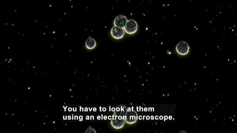 Still image from Science Nation: Investigating the Impact of Natural and Human-Made Nanomaterials on Living Things