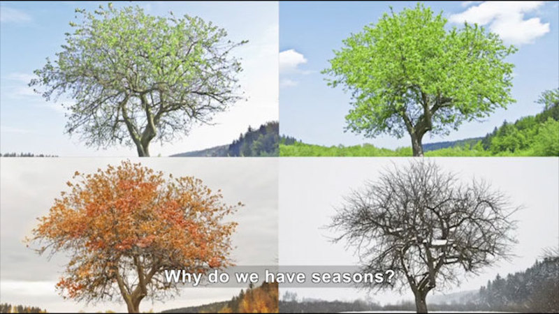 A tree in the four seasons - spring buds, green summer foliage, orange and yellow autumn leaves, and bare winter branches with snow. Caption: Why do we have seasons?
