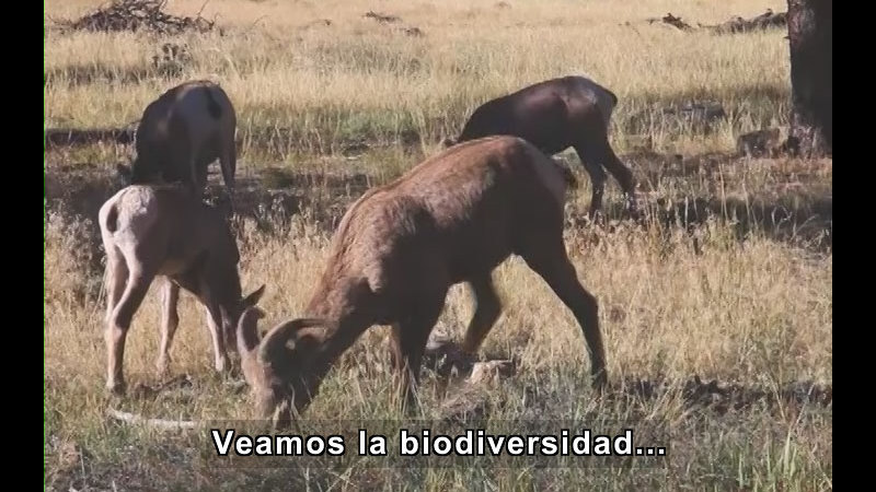 Four mammals, one with short, curved horns, grazing on grass. Spanish captions.
