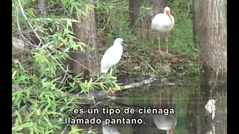 White birds with long legs stand next to a body of water surrounded by trees. Spanish captions.