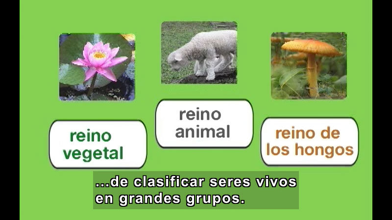 Flower, Lamb, and mushroom. Spanish captions.