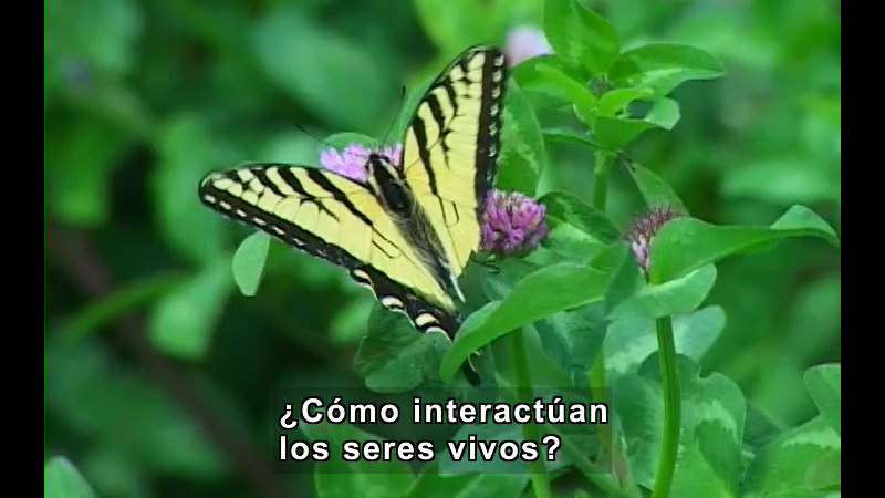 Yellow and black butterfly on a honeysuckle plant. Spanish captions.