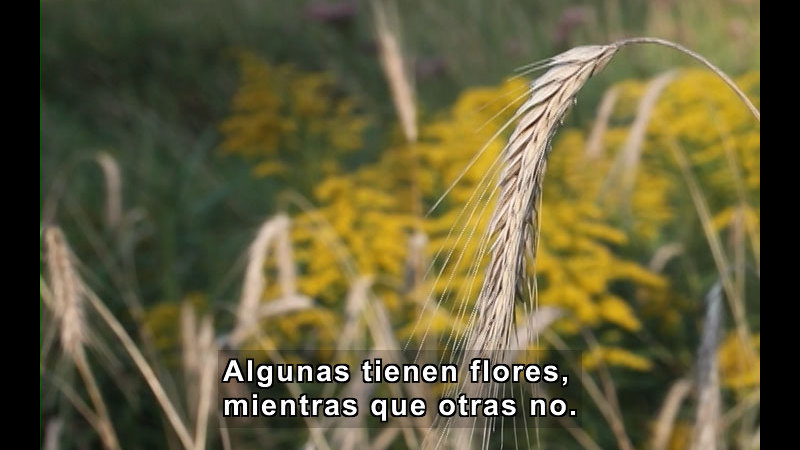 Still image from Plant Life Cycles (Spanish)