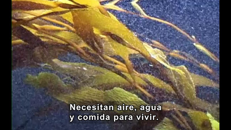 Underwater view of seaweed. Spanish captions.