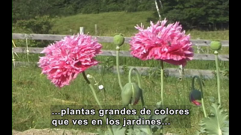 Large pink poppies in bloom. Spanish captions.