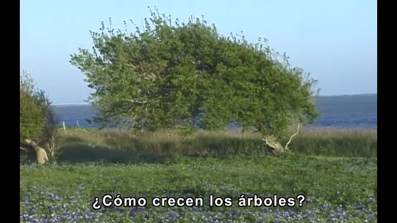 Still image from Trees (Spanish)