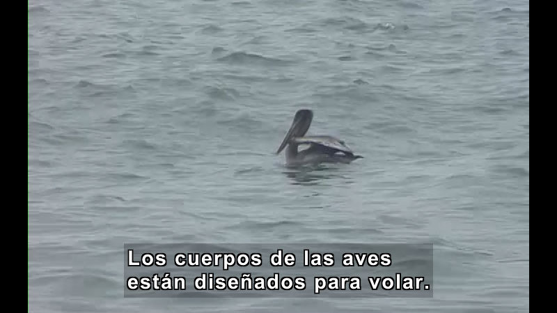 Still image from What Is a Bird? (Spanish)
