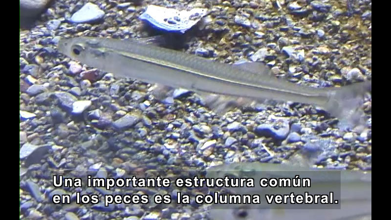 Still image from What Is a Fish? (Spanish)