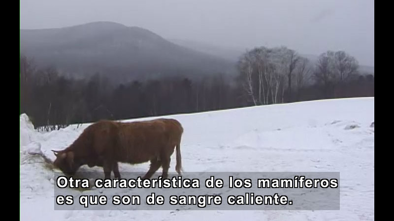 Still image from What Is a Mammal? (Spanish)