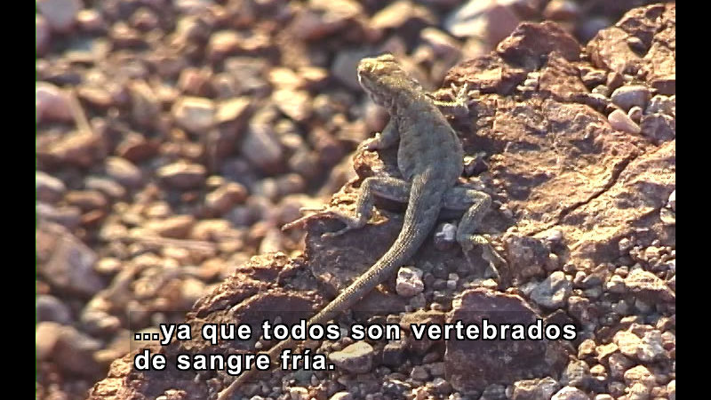 Still image from What Is a Reptile? (Spanish)