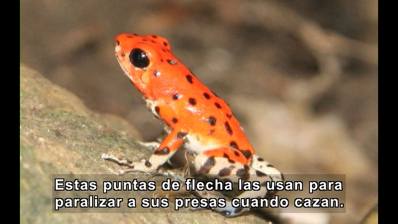 Still image from What Is an Amphibian? (Spanish)
