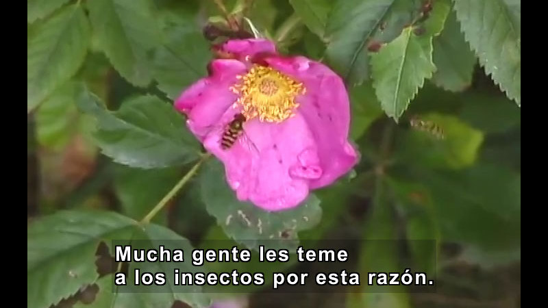 Still image from What Is an Insect? (Spanish)