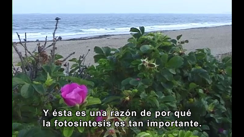Green foliage with a pink flower overlooks the shoreline. Spanish captions.