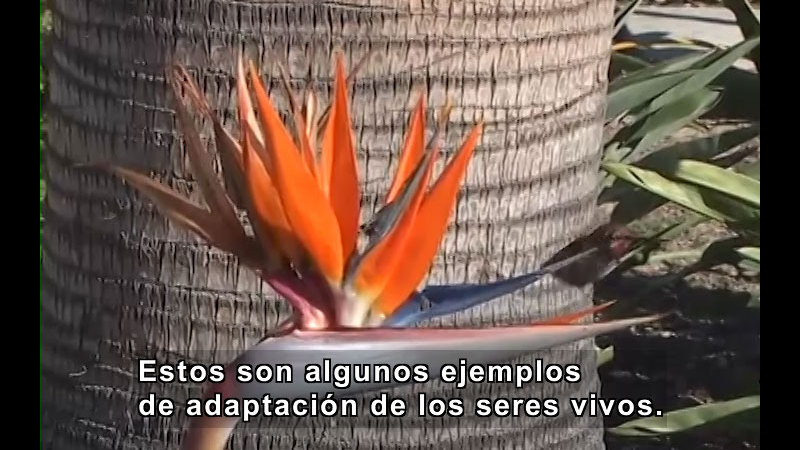 Closeup of a bright orange and blue tropical flower. Spanish captions.
